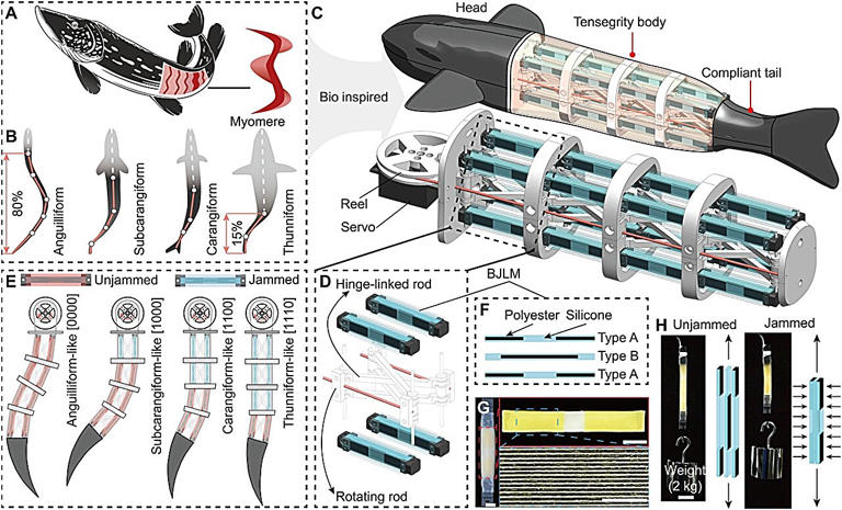 Reconfigurable robotic fish reveals how stiffness and wave propagation ...