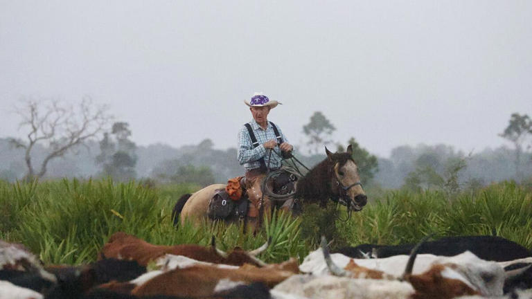 Step back into the past with the Great Florida Cattle Drive