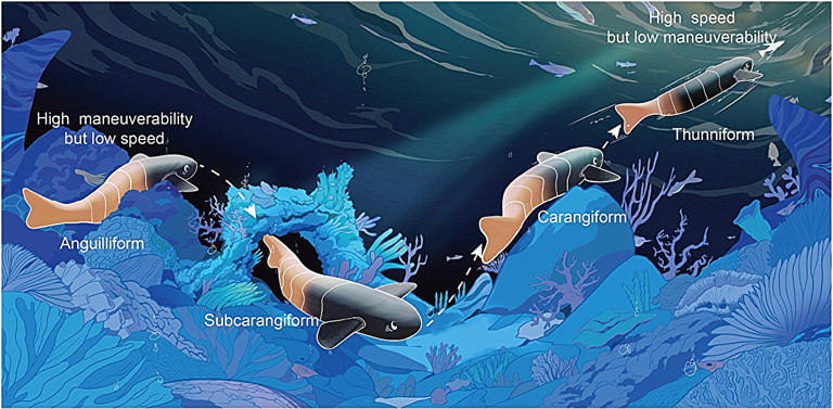 Reconfigurable robotic fish reveals how stiffness and wave propagation ...
