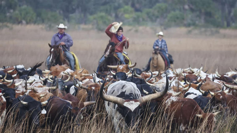 Step back into the past with the Great Florida Cattle Drive
