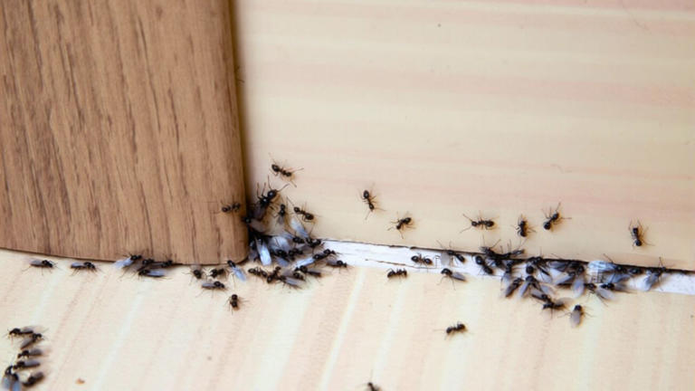 The pest entry points homeowners keep missing in normal houses