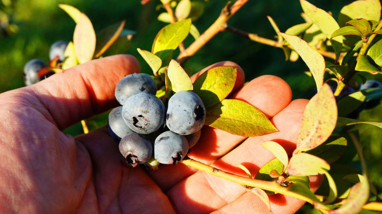 Don't throw out plastic fruit containers, do this instead