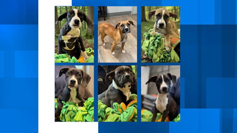 Hollywood animal sanctuary looks for answers in case of abandoned puppies