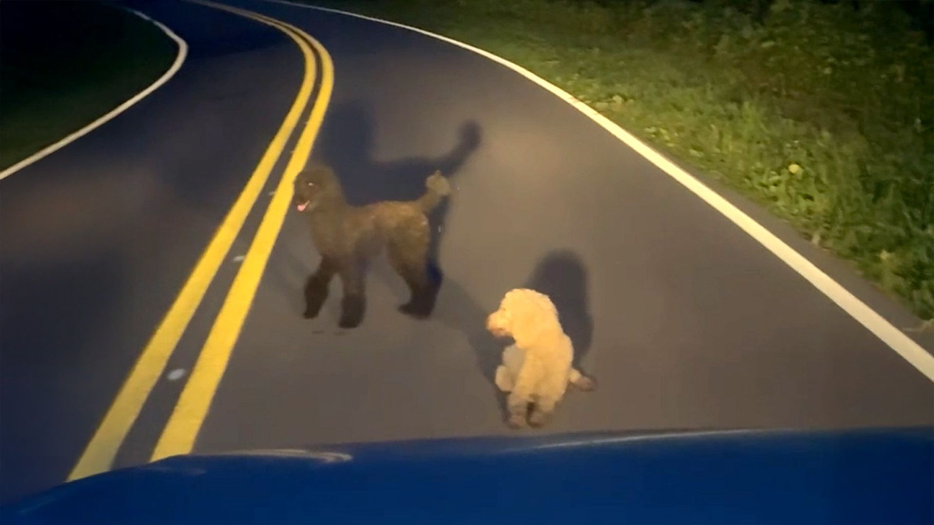 Terrified poodles dumped on side of highway