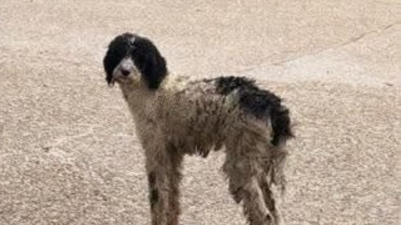 More than 100 complaints made about animals left out during recent ...