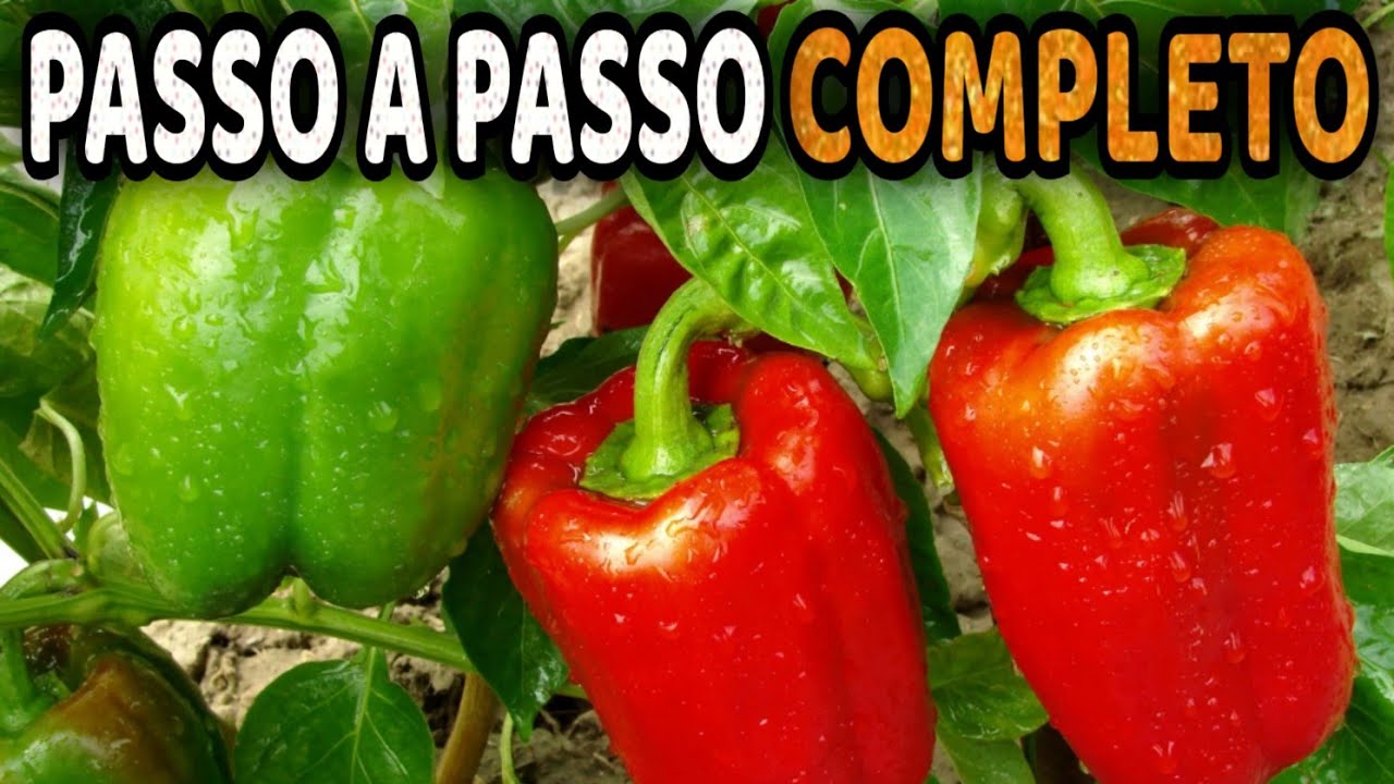 Como plantar pimentão na horta caseira? Especialista ensina