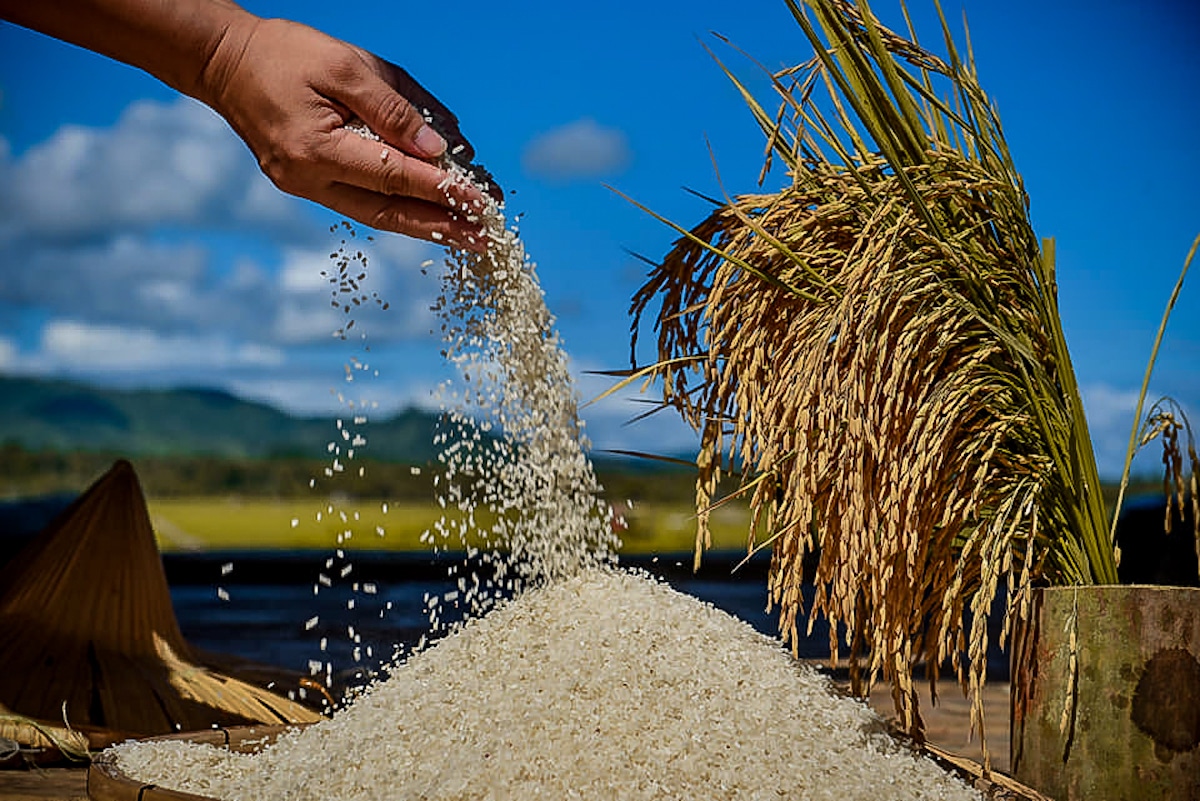 Industry groups split over P50 rice price cap