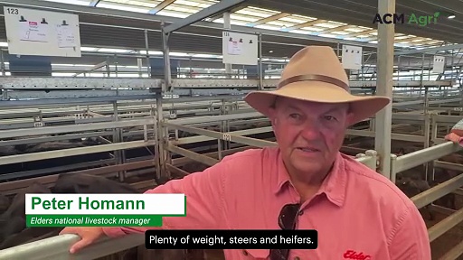 'Rock solid' cattle market at Tamworth and beyond, says agent