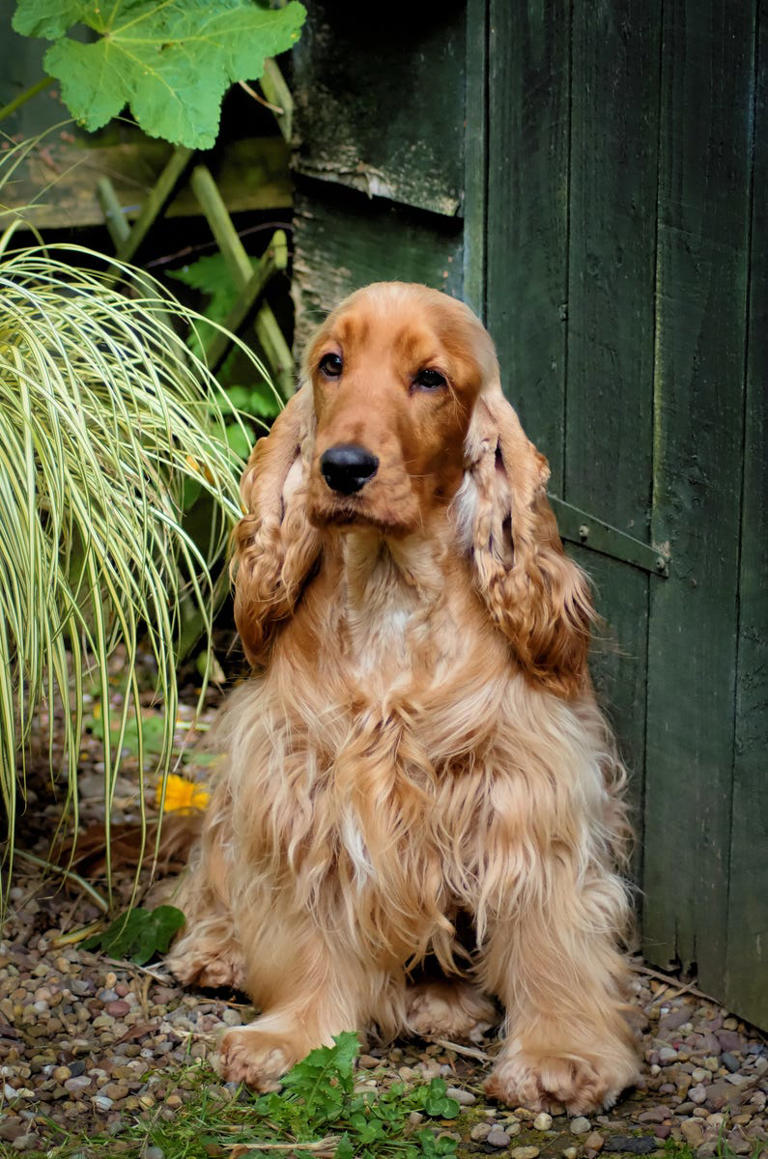 25 medium-sized dog breeds that are easy to love and easy to live with