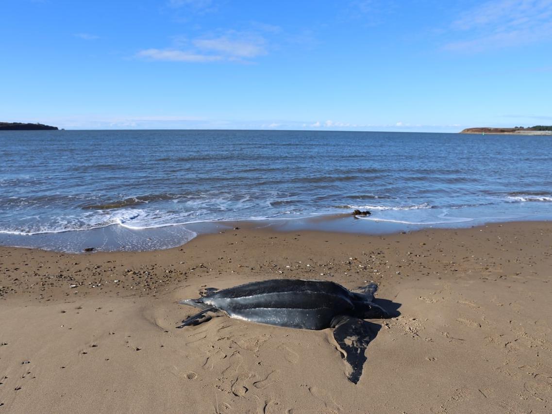 Piégées par le canal de Canso, des tortues luth s’échouent au Cap-Breton