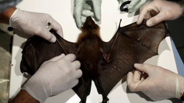 Loài dơi là một vật chủ chứa nhiều loại vi rút có thể gây bệnh cho con người - Ảnh: AFP