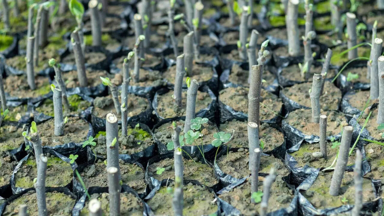 How to propagate figs indoors successfully at home: A step-by-step guide
