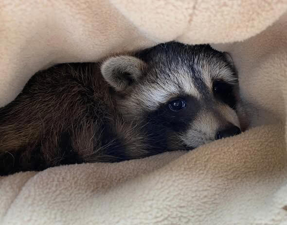 Adorable pictures of wildlife intakes win licensed rehabbers $2,600 ...