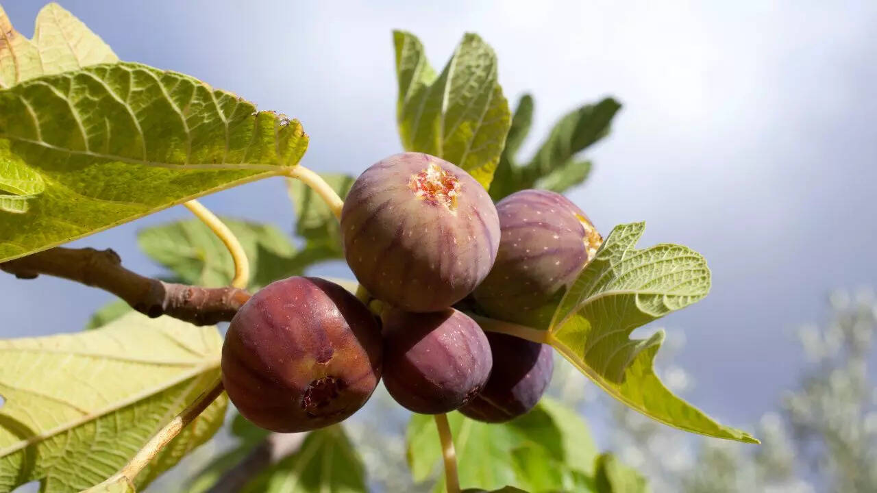How to propagate figs indoors successfully at home: A step-by-step guide