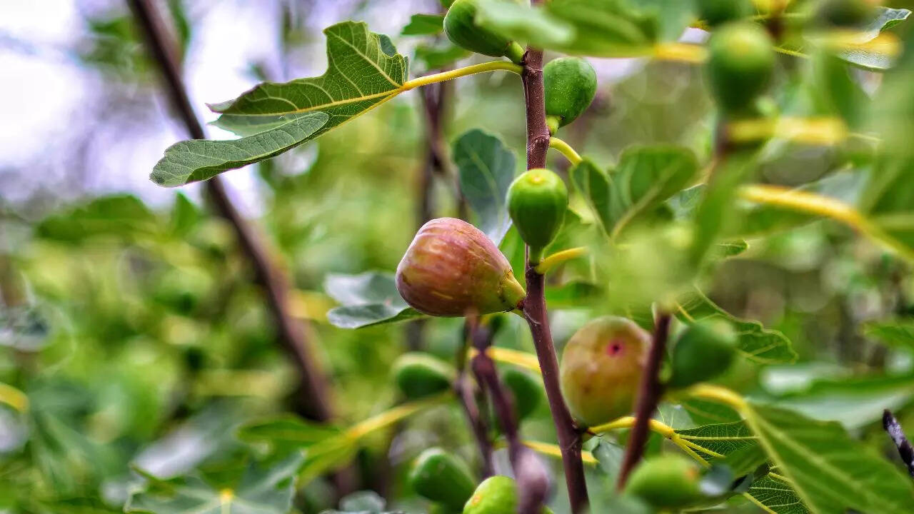 How to propagate figs indoors successfully at home: A step-by-step guide