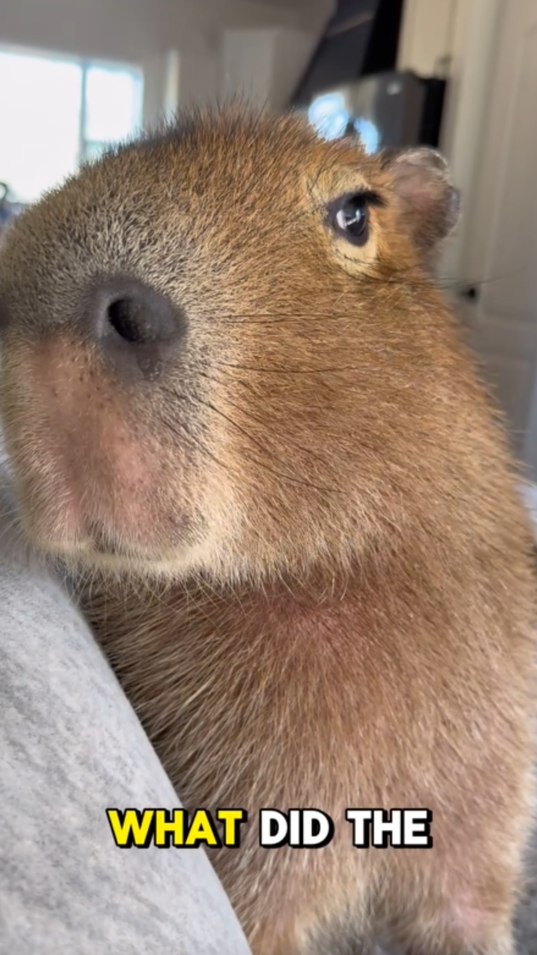 Is this her favorite or least favorite? Capybara reactions explained