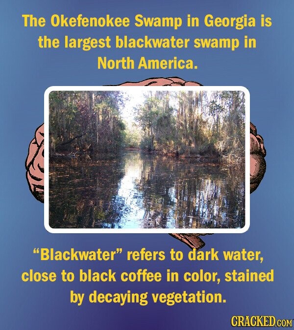 12 factoids with which to feed a brain