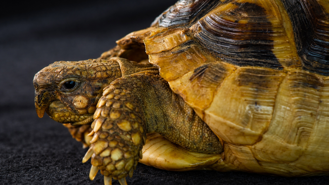 The gentle strength of a tortoise