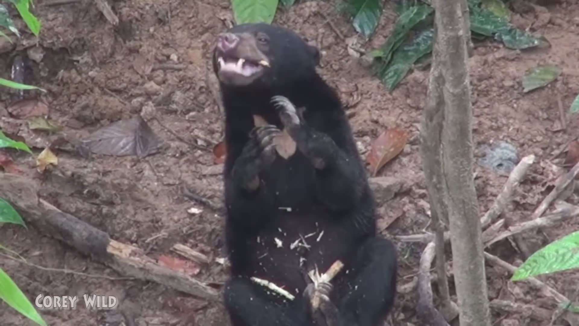 Visiting endangered sun bear sanctuary