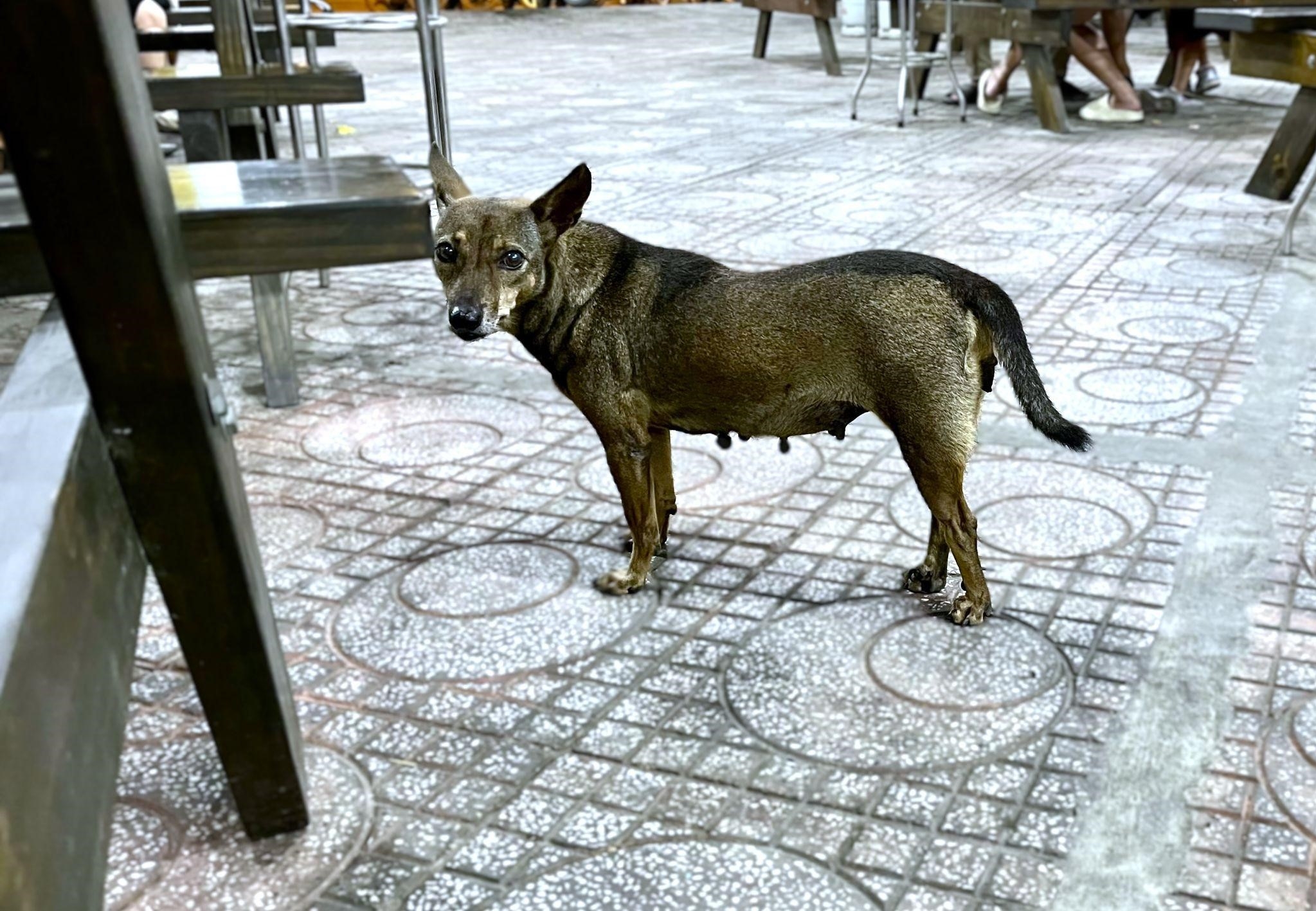 Liên tiếp bị chó nhà cắn