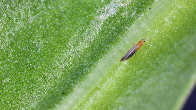 Prevent thrips on your bulbs with the help of these household staples