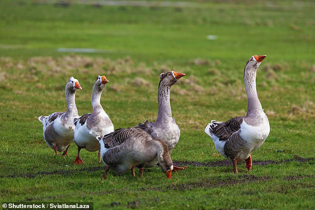 Chicken or beef... or crocodile? These are the best meats for your ...