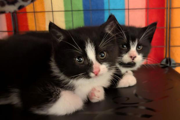 Mum cat and three kittens rescued after 12-day rescue mission in ...