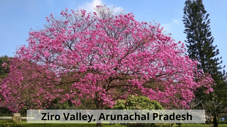 Explore best destinations in India that turn pink every year with ...