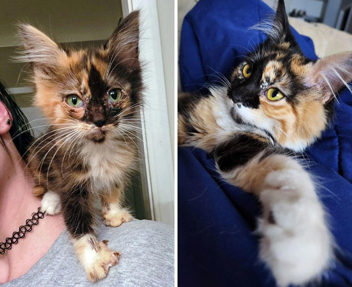 49 cats who got a second chance at life and their amazing ...