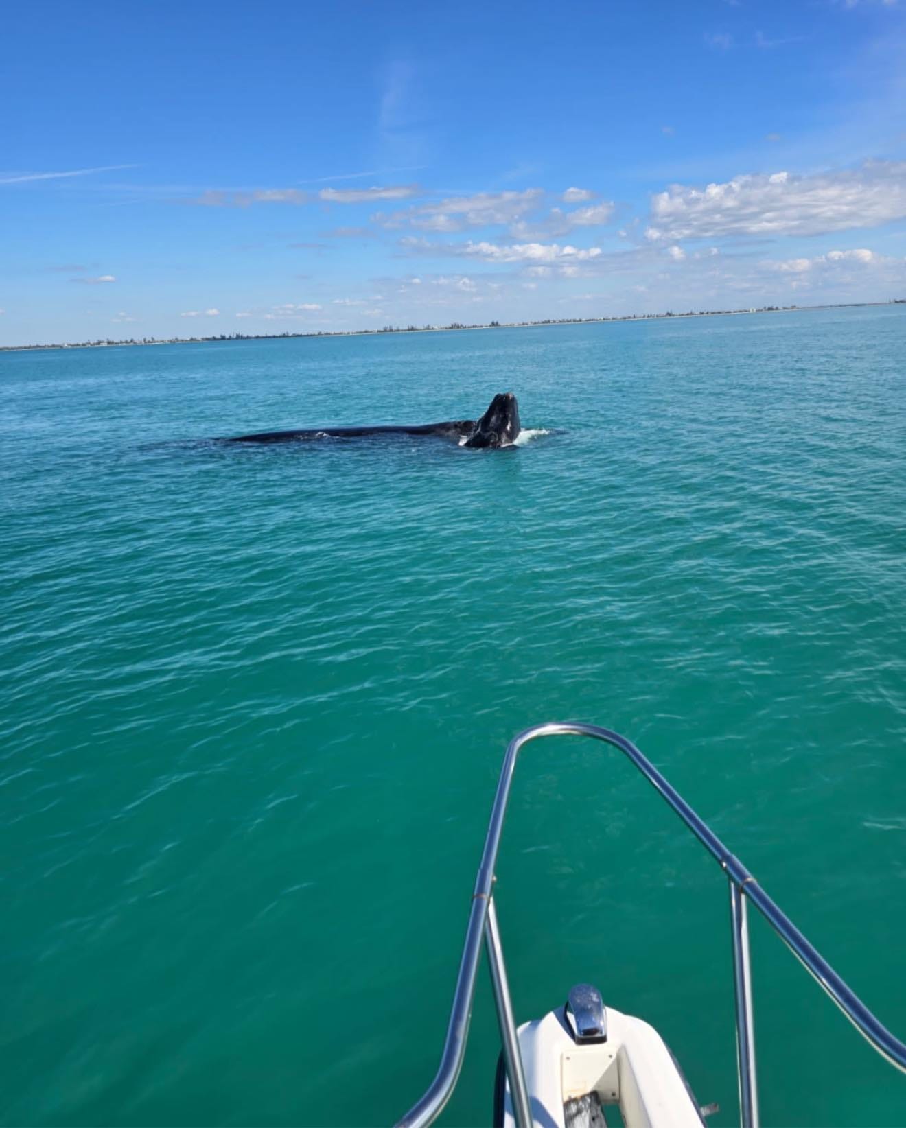 Watch endangered right whale with calf off southwest Florida coast
