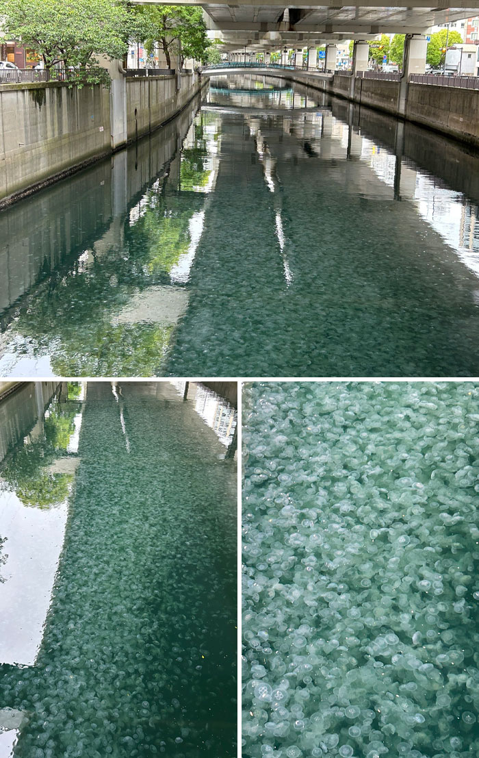 “Stay Crazy Japan”: 48 Interesting Pics That Show Why Japan Is A Country Like No Other