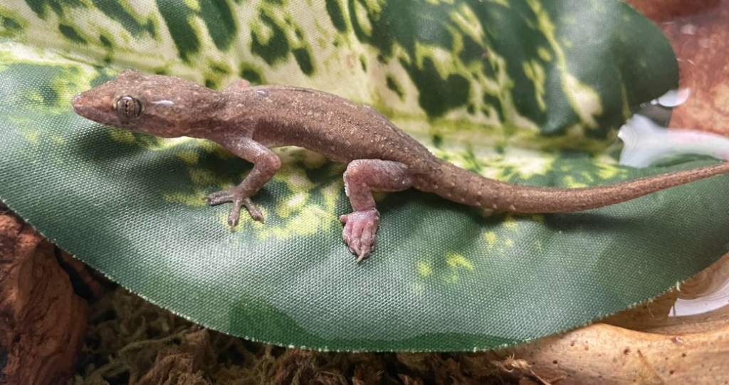 Ontario family discovers stowaway gecko in suitcase after returning ...