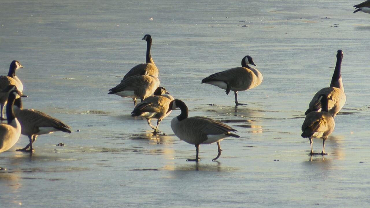 Ransom Canyon issues public safety notice regarding bird flu