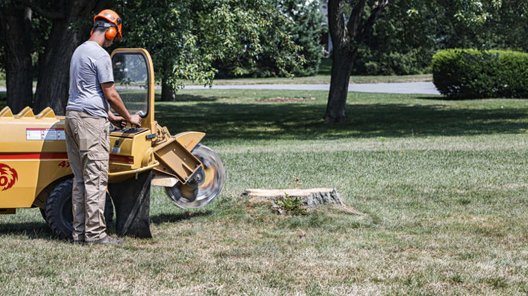 Tree stump in your yard? Here's how long it could take to rot