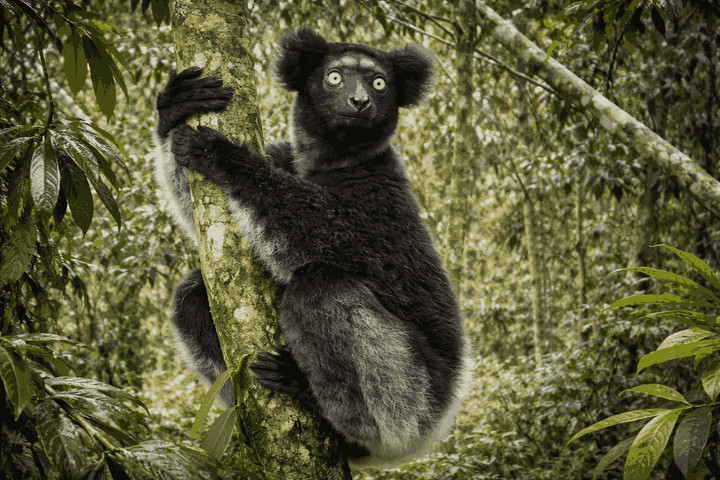 AA1VAljC Indri, Raksasa yang Dianggap Leluhur Manusia