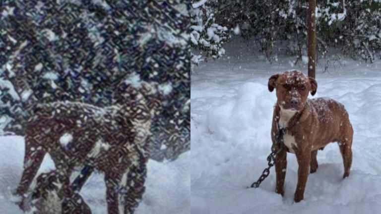 Officers rescue dogs tethered outdoors during snowstorm