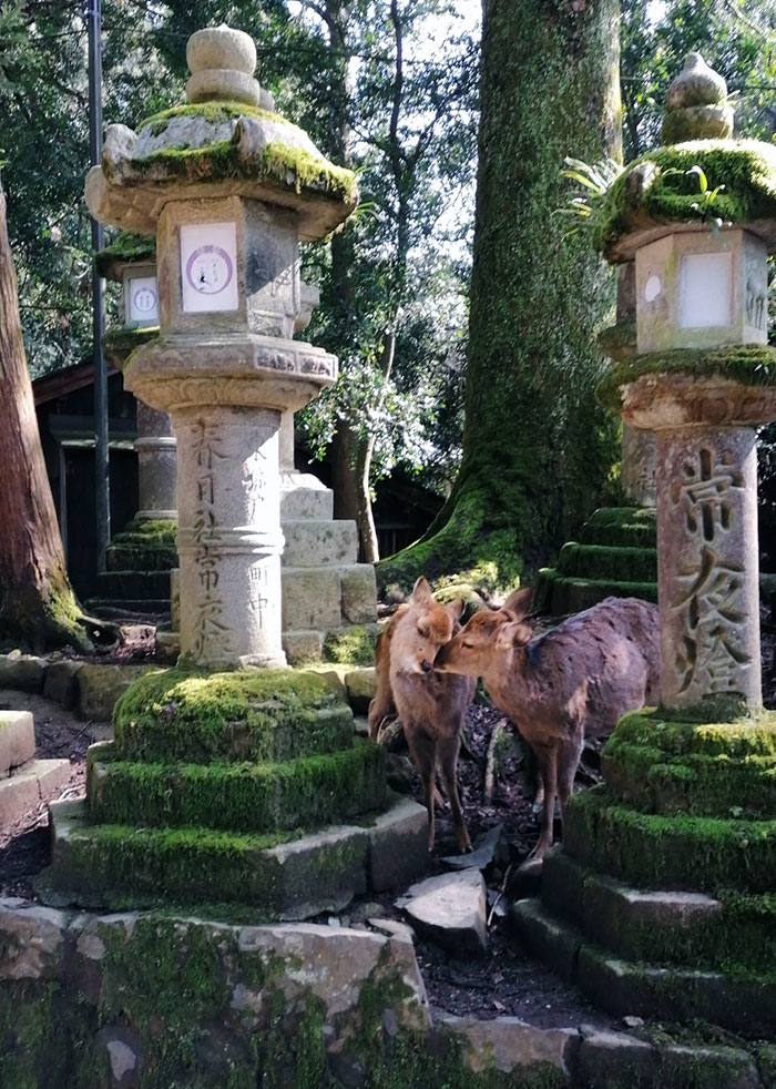 “Stay Crazy Japan”: 48 Interesting Pics That Show Why Japan Is A Country Like No Other