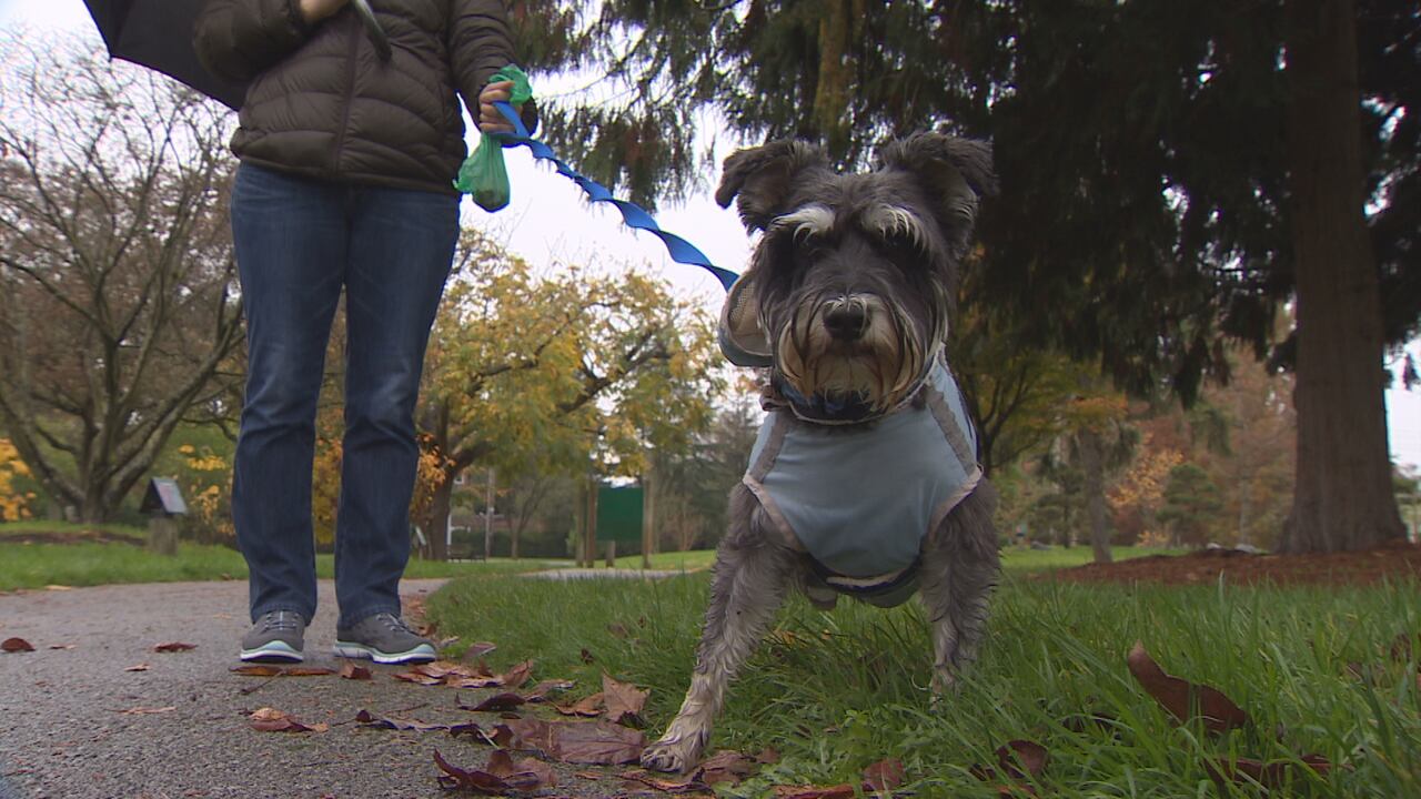Metro Vancouver to reduce leash-optional dog areas at Pacific Spirit ...