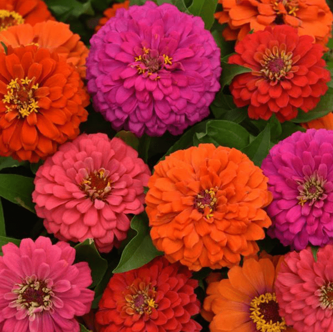 3 garden trends that are growing fast in 2026