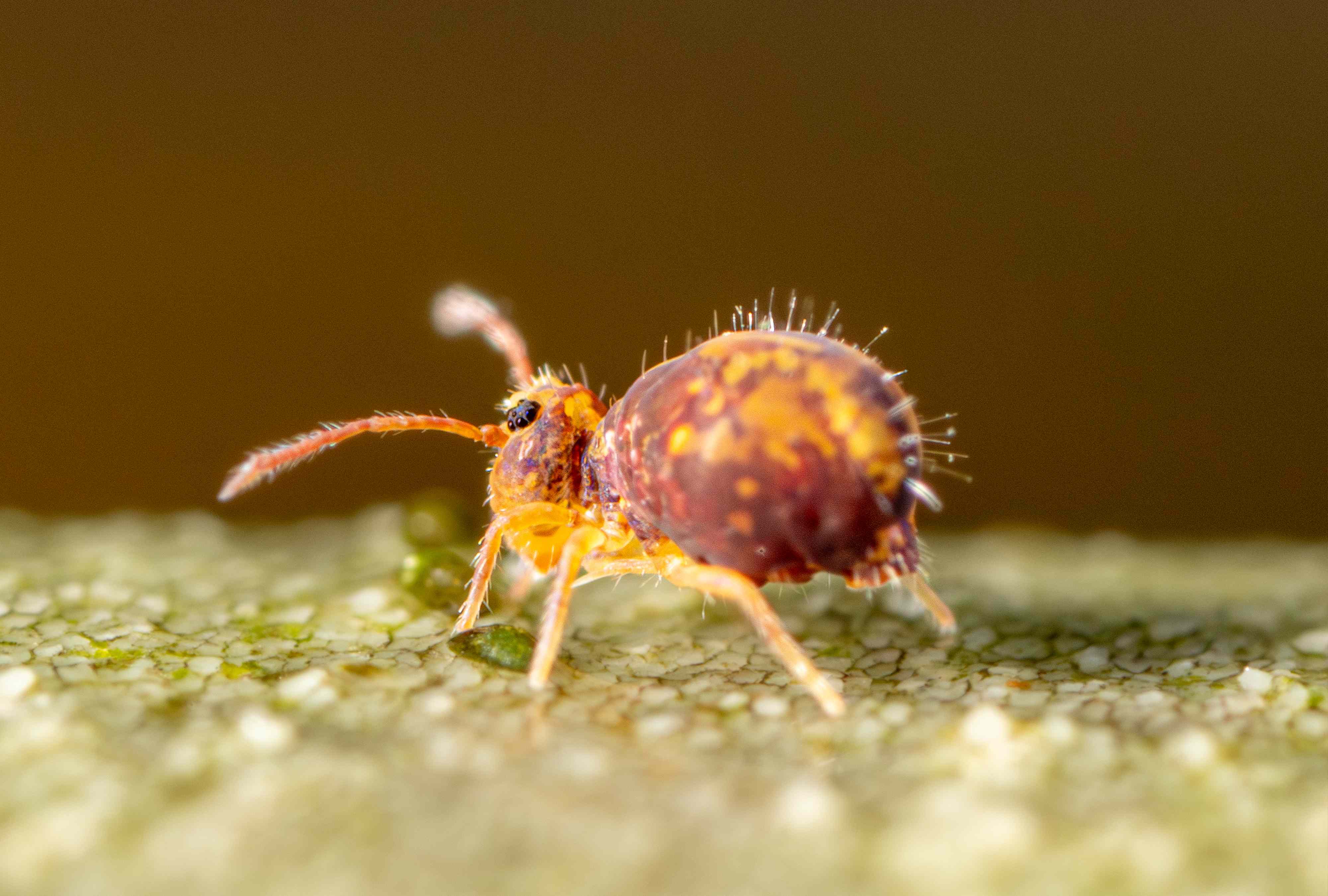 How to Get of Rid of Springtails (and Prevent Their Return)