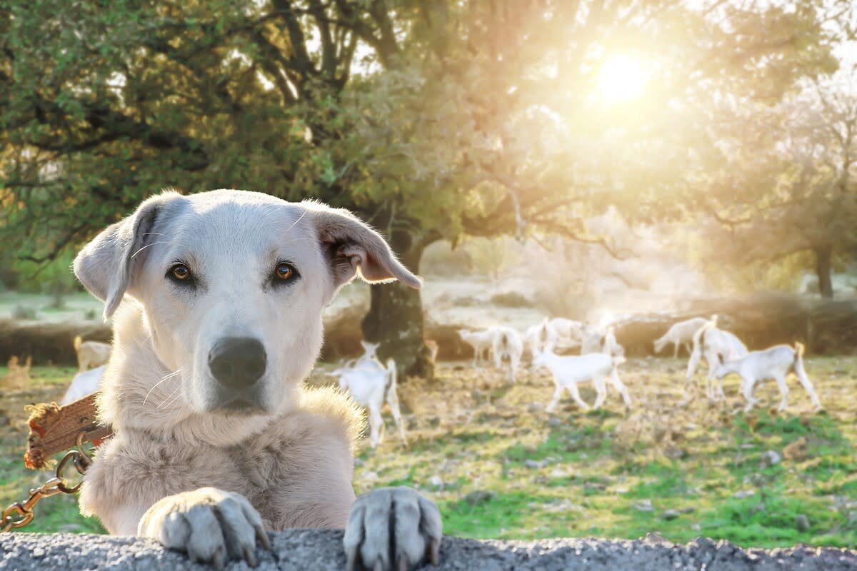 Heroic dog, Judge, saves baby goat from getting stuck in fence with ...