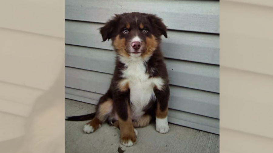 ANNA Shelter, EPD looking for info on dog found shot dead in dumpster