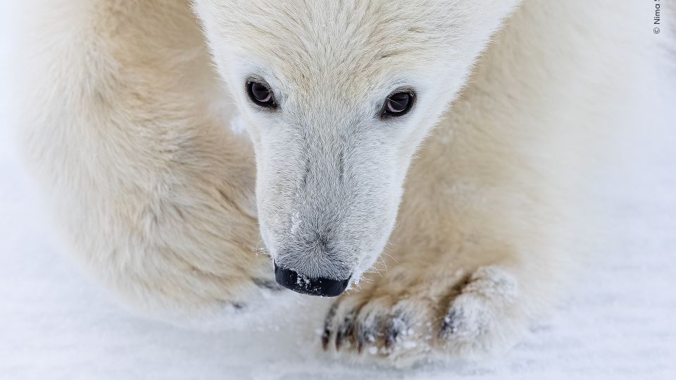 See shortlisted images from the Wildlife Photographer of the Year ...