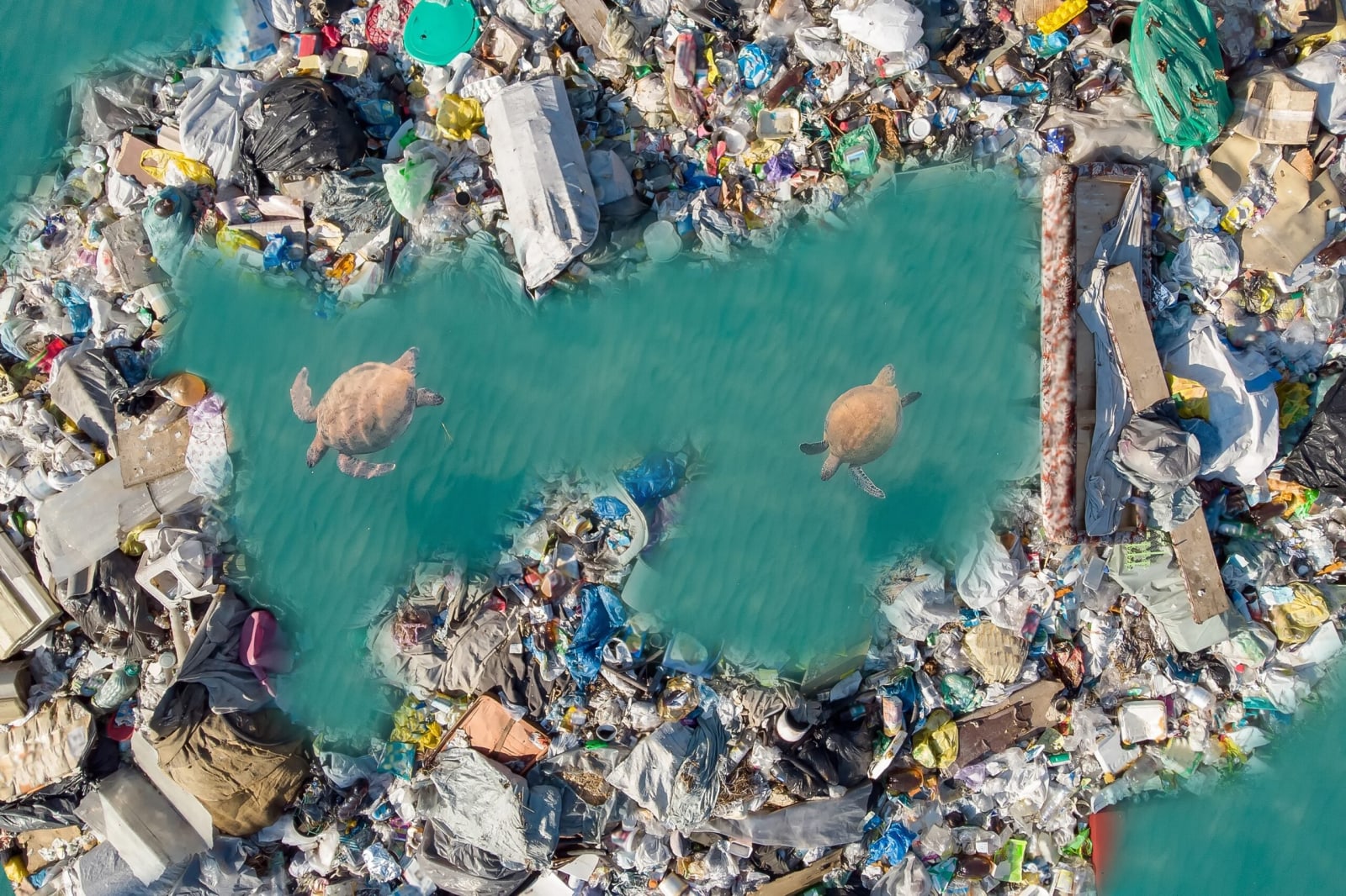 Scientists reveal the hidden dangers of plastic pollution to marine life