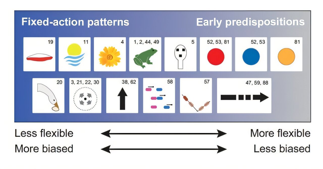 Innate biases of newborn animals inspire adaptive decision-making model
