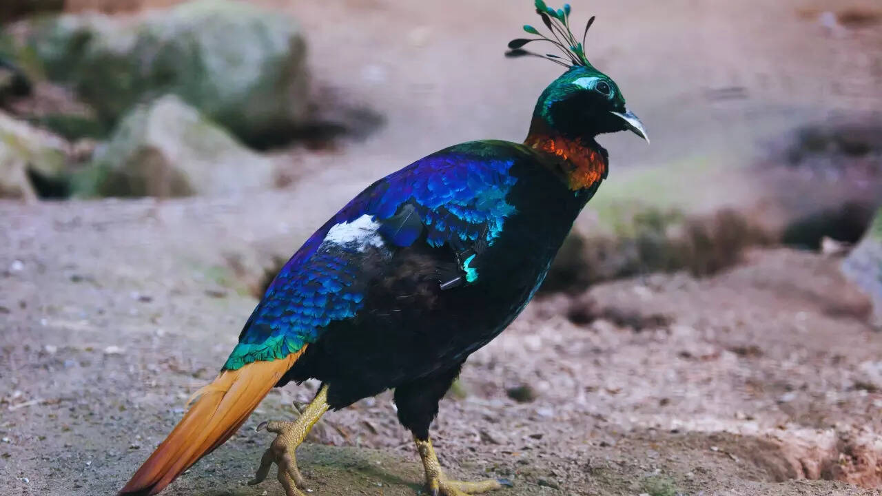 5 unique wildlife species found in the Indian Himalayas
