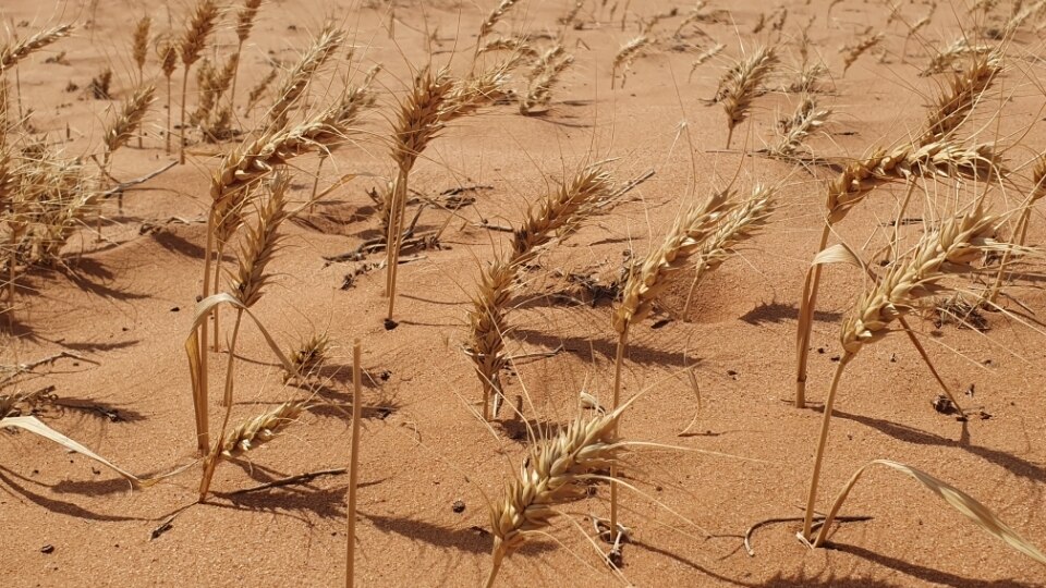 Drought-affected SA farmers able to access low-interest loans of up to ...
