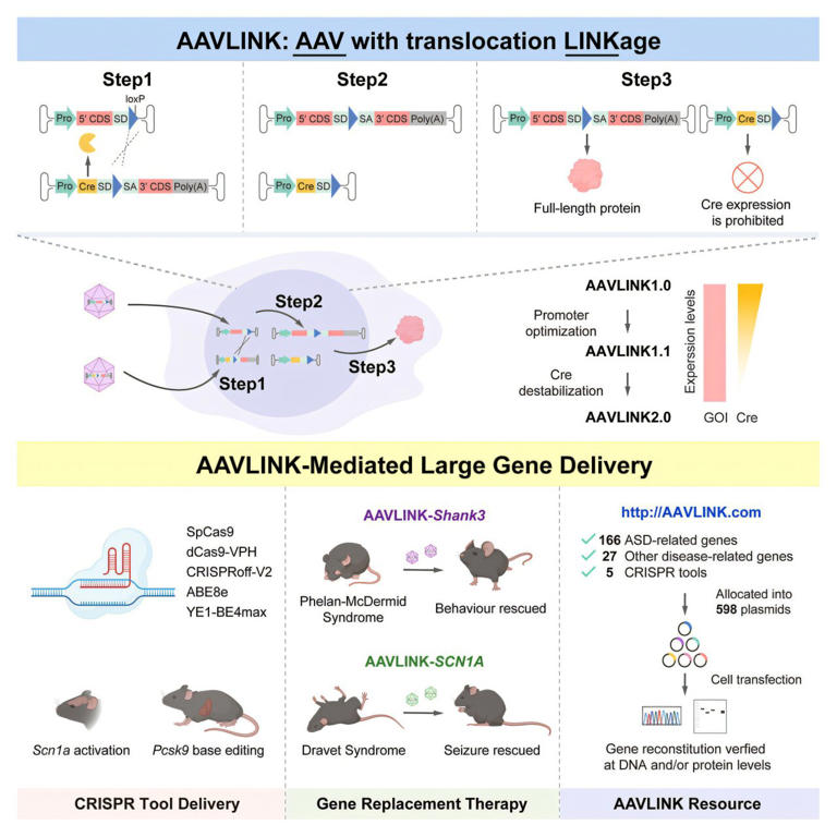Potent DNA-recombination method developed for large cargo delivery in ...