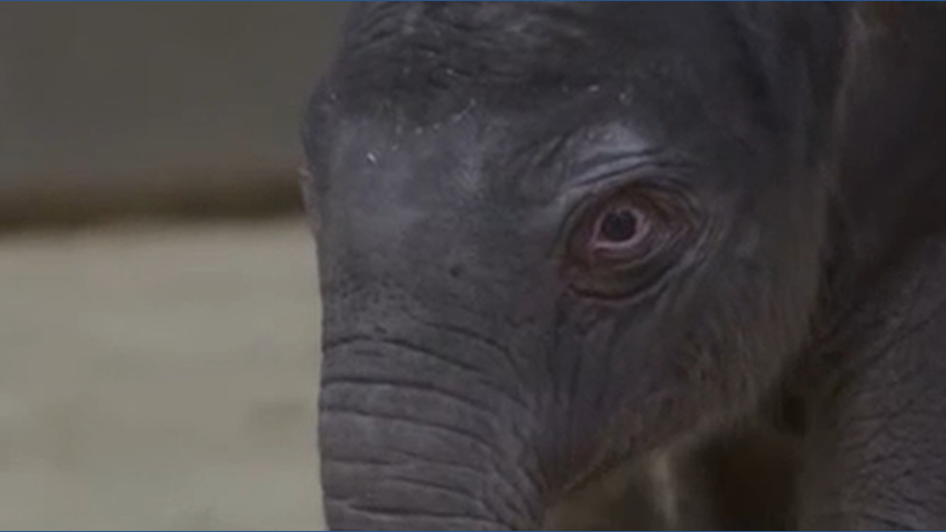 baby-elephant-born-at-national-zoo