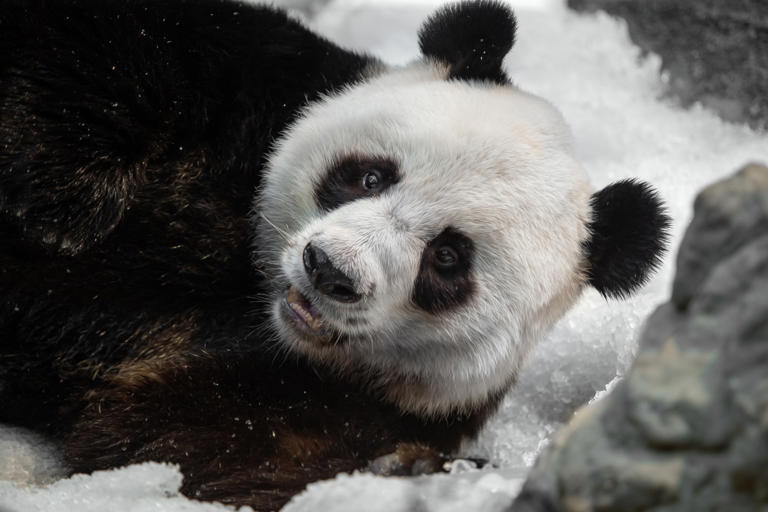 Panda bears joyfully tumbling in the snow have viewers begging to see more